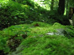 手持葉綠素檢測儀的應(yīng)用范圍廣